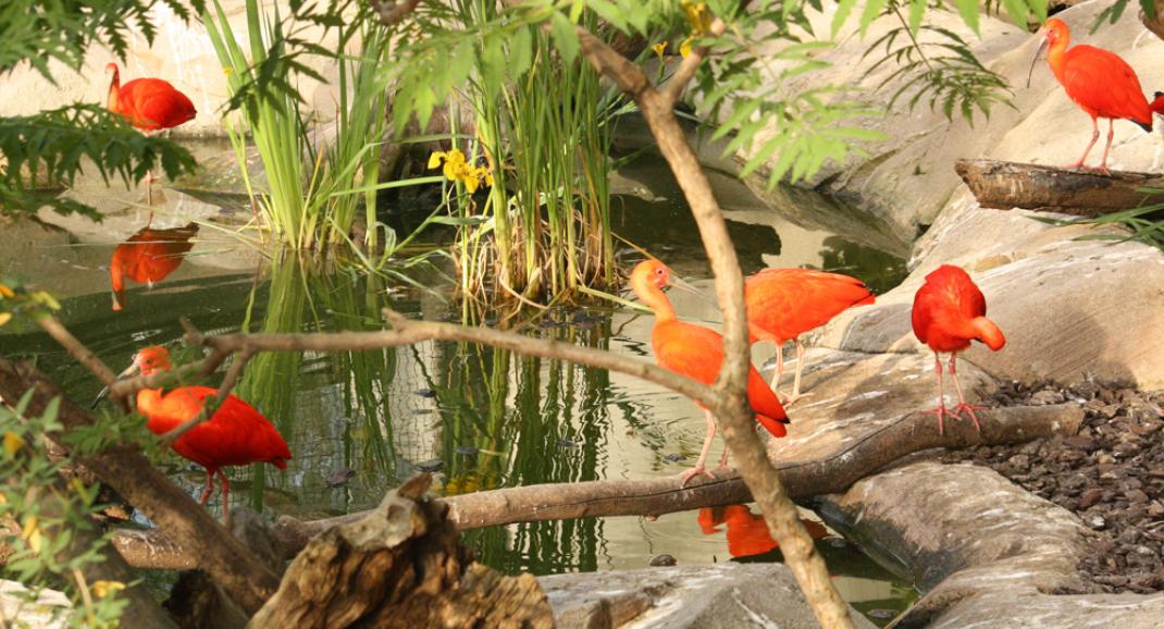 La serre amazonienne - Zoo de Montpellier