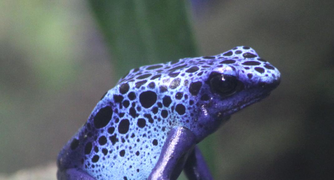 Une grenouille bleue dans la serre amazonienne - Zoo de Montpellier
