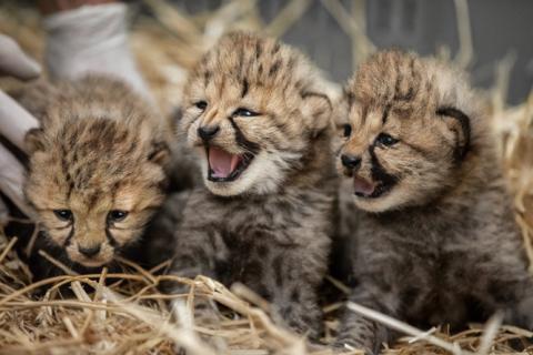 Les trois bébés guépards du Zoo Les trois bébés guépards du Zoo