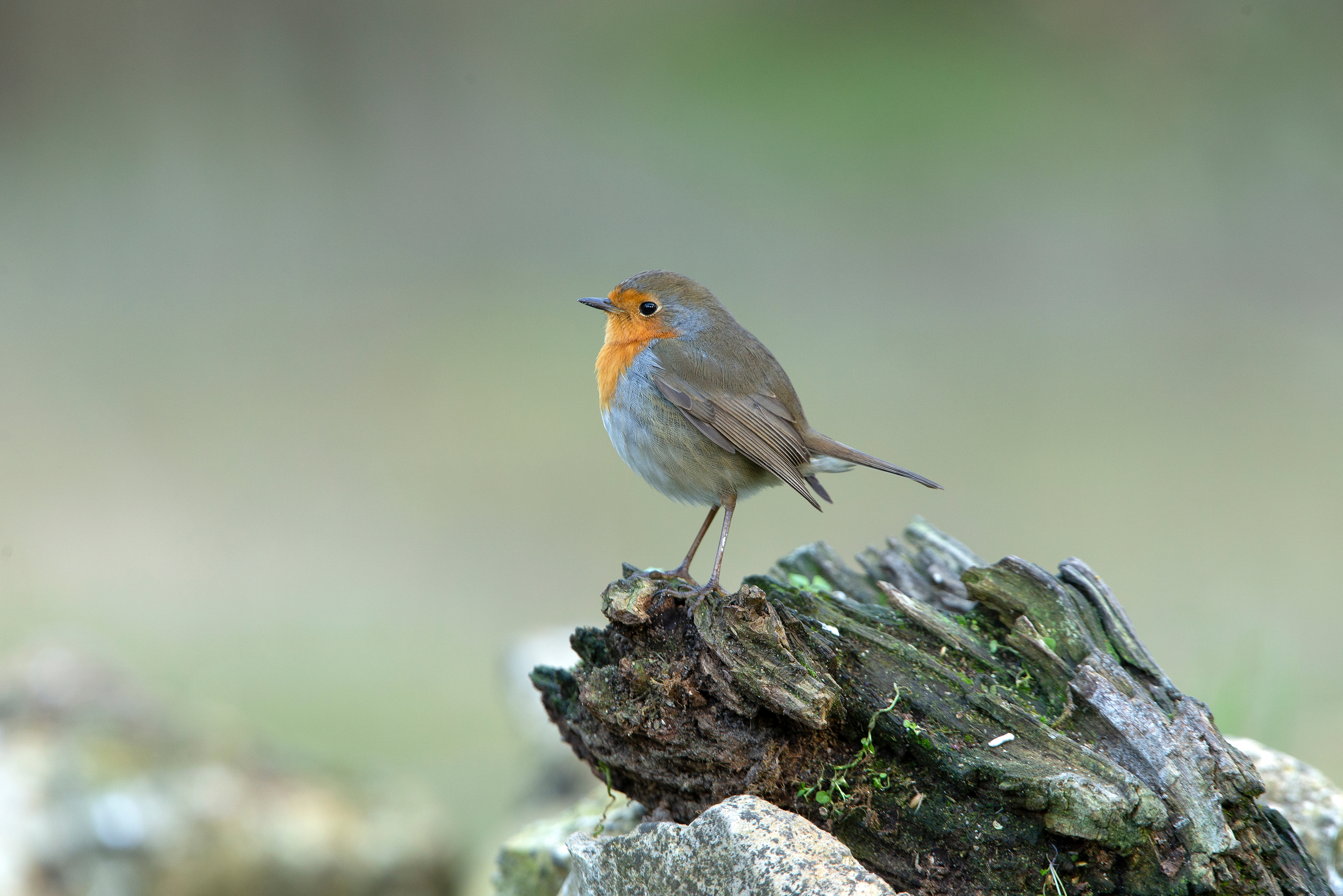 Photo d'un rouge-gorge.