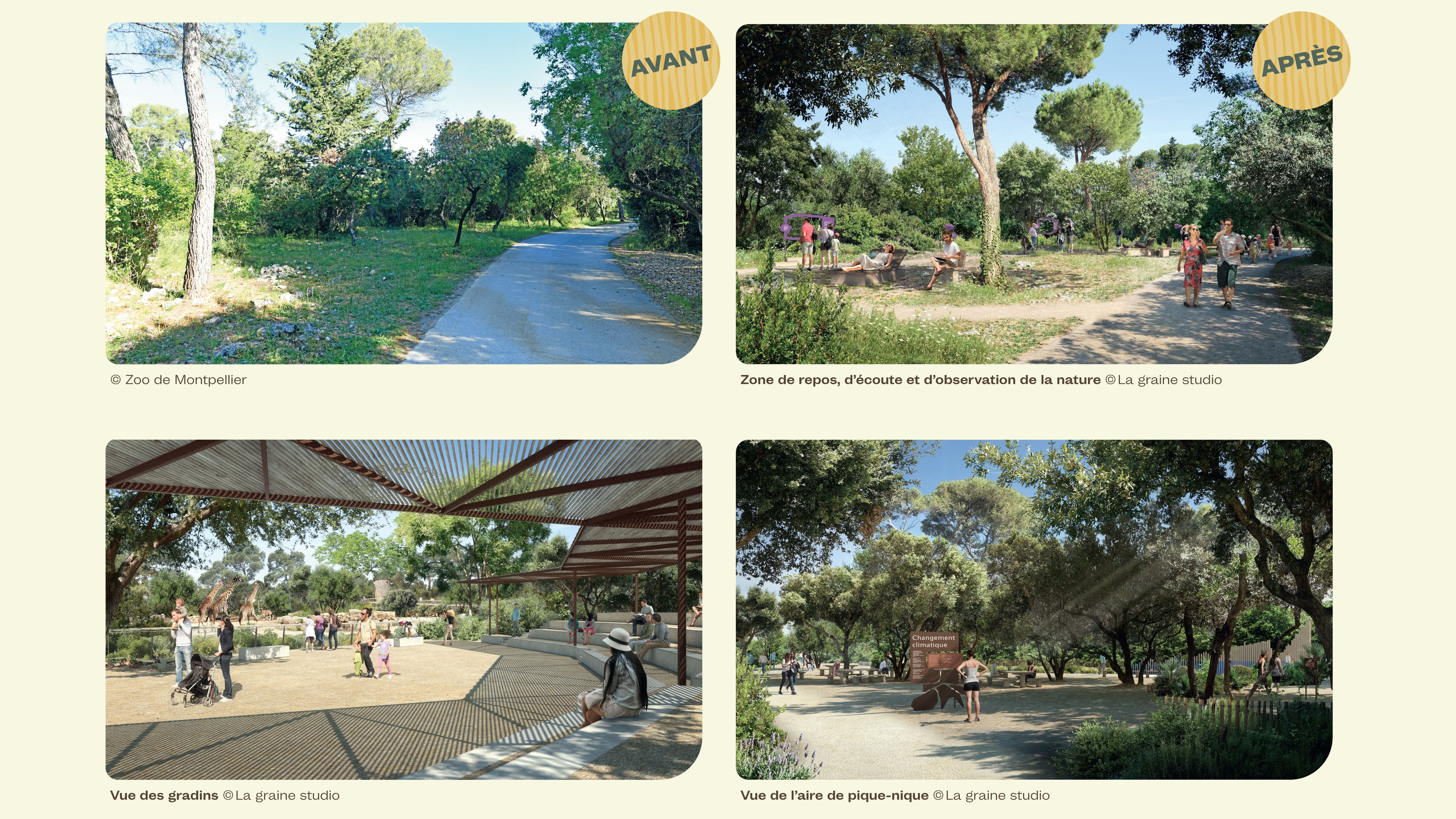 Vues des futurs aménagements visiteurs dans le zoo après les travaux (zones de repos, gradins d'amphithéatre)