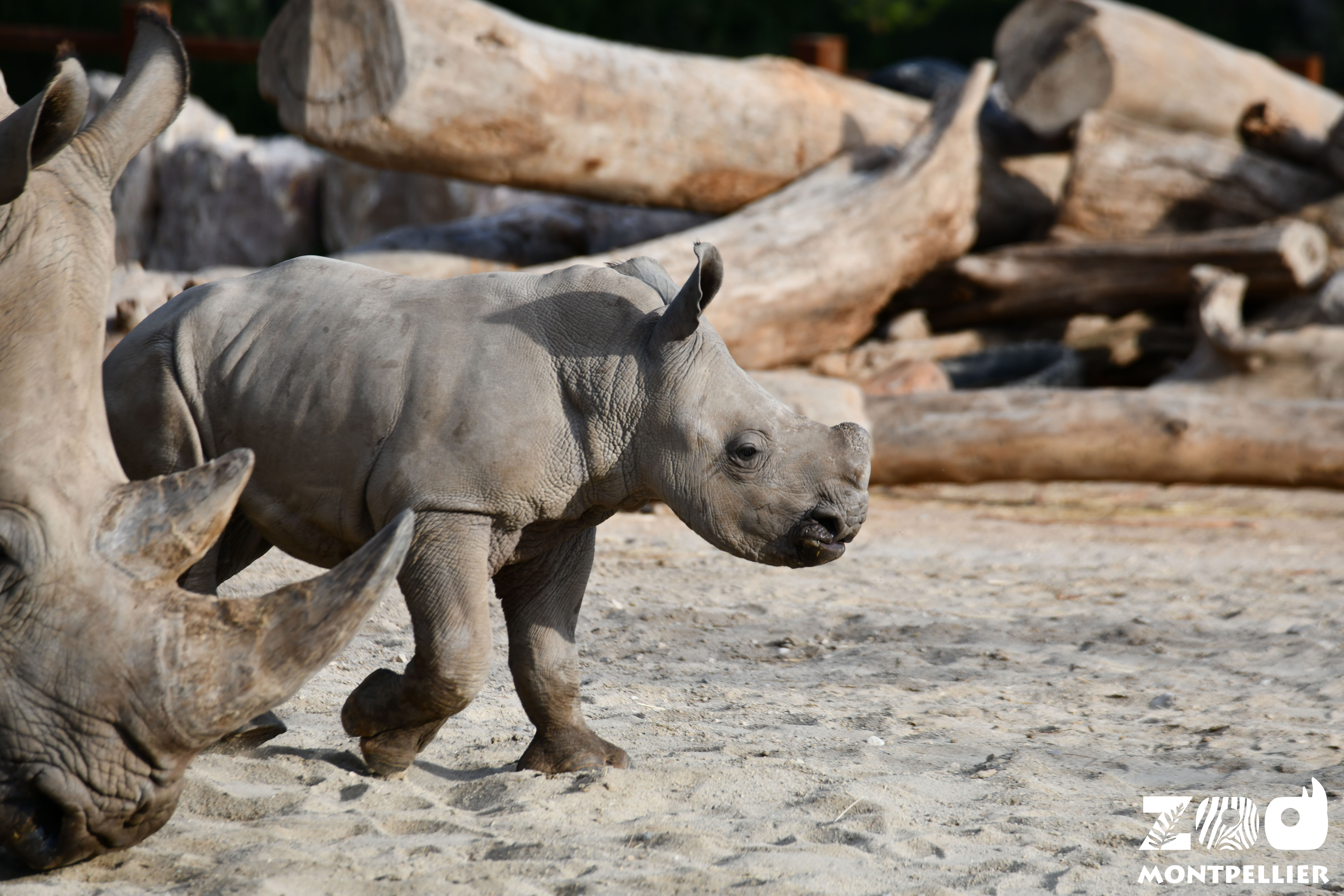 photo de siku le petit rhinocéros