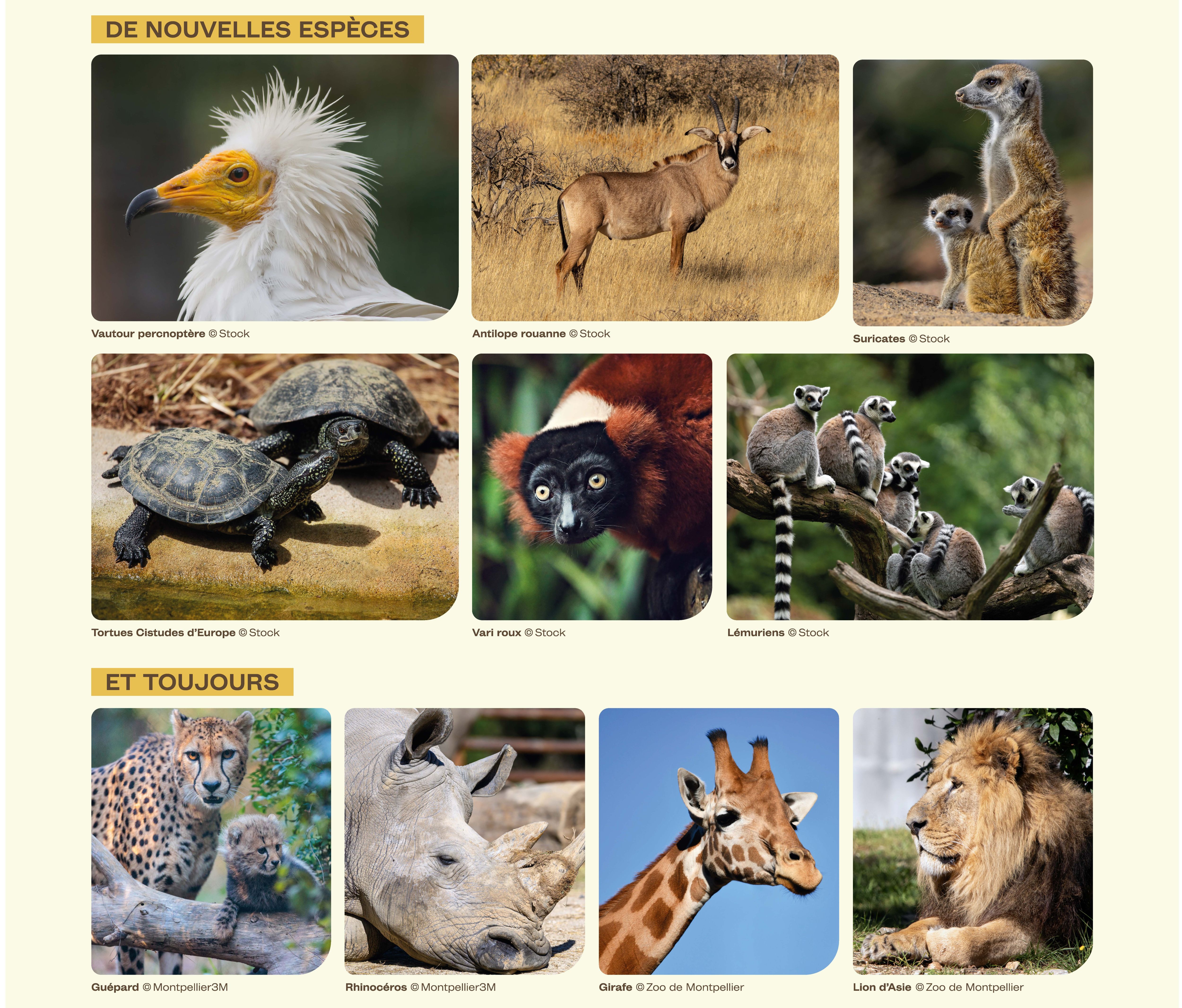 Photos d'espèces qui seront présentes dans le futur zoo (girafes, rhinocéros, guépards, lions, lémuriens, vautour percnoptère, tamarins lion)