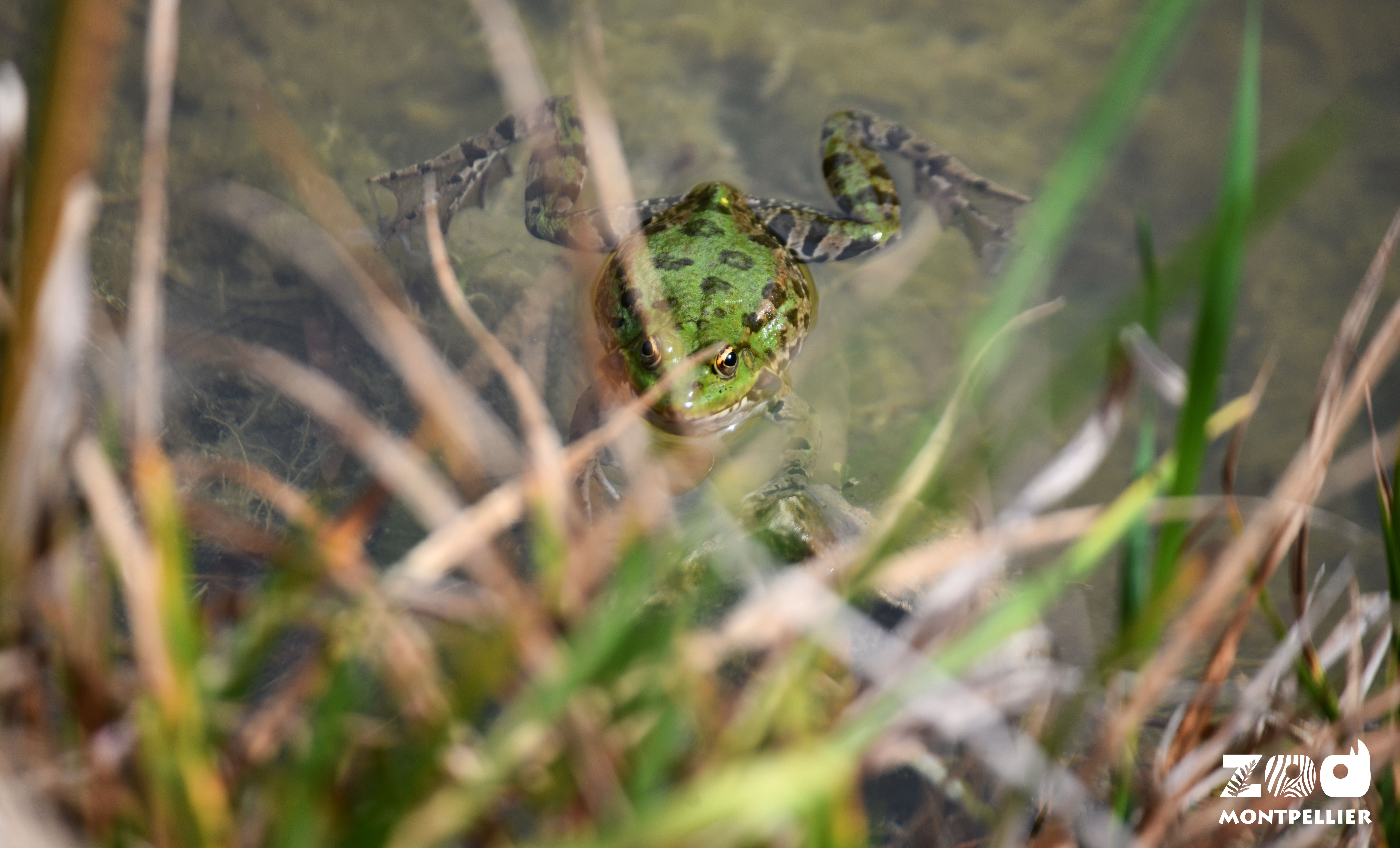 Grenouille rieuse dans l'eau