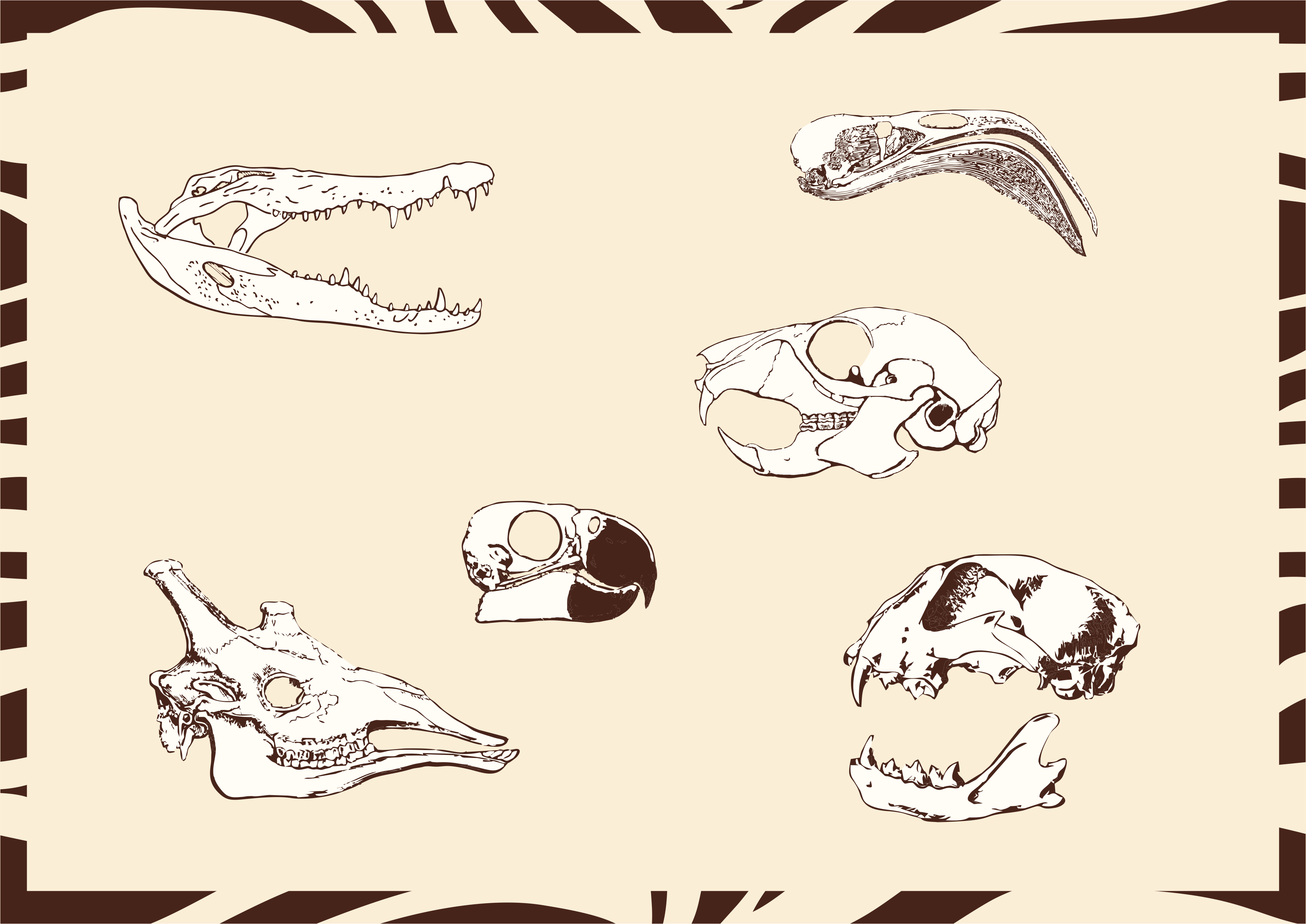Illustration de crânes d'animaux