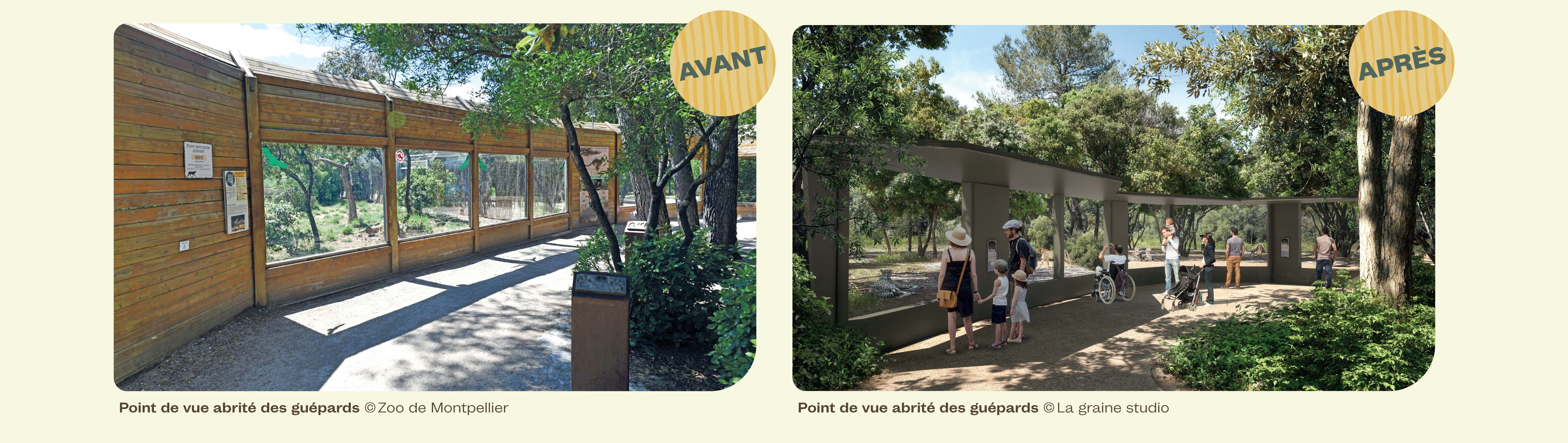 Vue d'un point de vision d'enclos de guépard et projection de la zone rénovée