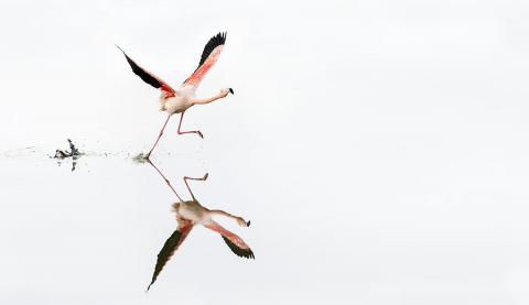 Flamant rose en décollage