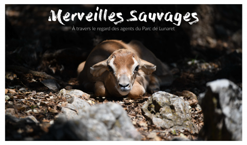 Exposition "Merveilles sauvages"