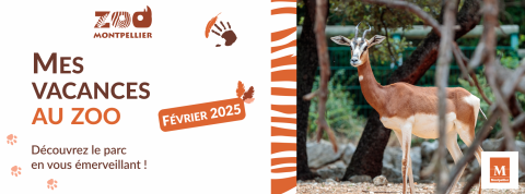 bannière vacances février 2025 zoo Montpellier, gazelle de Mhorr