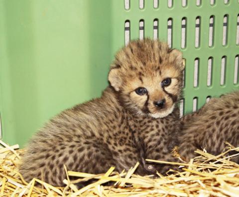 Bébé guépard né(e) le 03/07/18