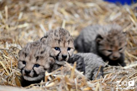 trois guépardeaux dans leur nid de paille