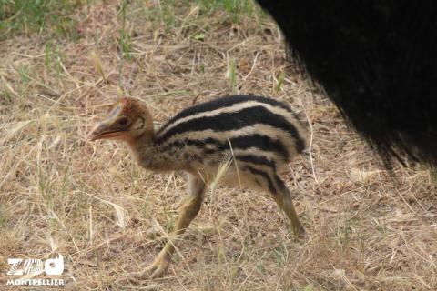 Poussin de casoar