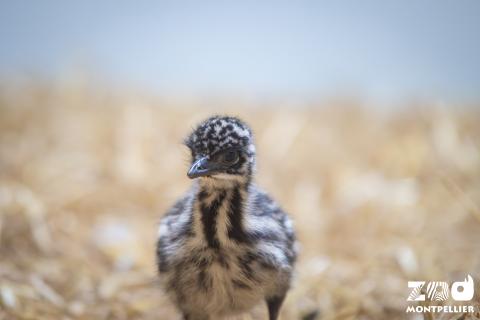 Photo d'un jeune émeu.