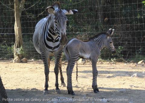 Naissance d'une femelle Zèbre de Grévy