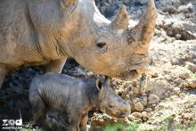 Femelle rhinocéros blanc et son petit