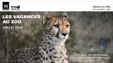 Affiche du programme des vacances d'été au zoo avec une photo de guépard