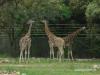Embedded thumbnail for L&amp;#039;arrivée des girafes au zoo de Montpellier 2009