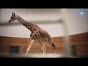 Embedded thumbnail for Echange de girafes 07/10/2015