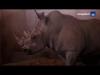Embedded thumbnail for Échange de rhinocéros au zoo de Montpellier 2012