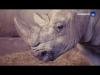 Embedded thumbnail for Insémination de rhinocéros blancs au Zoo de Montpellier 30/10/2012