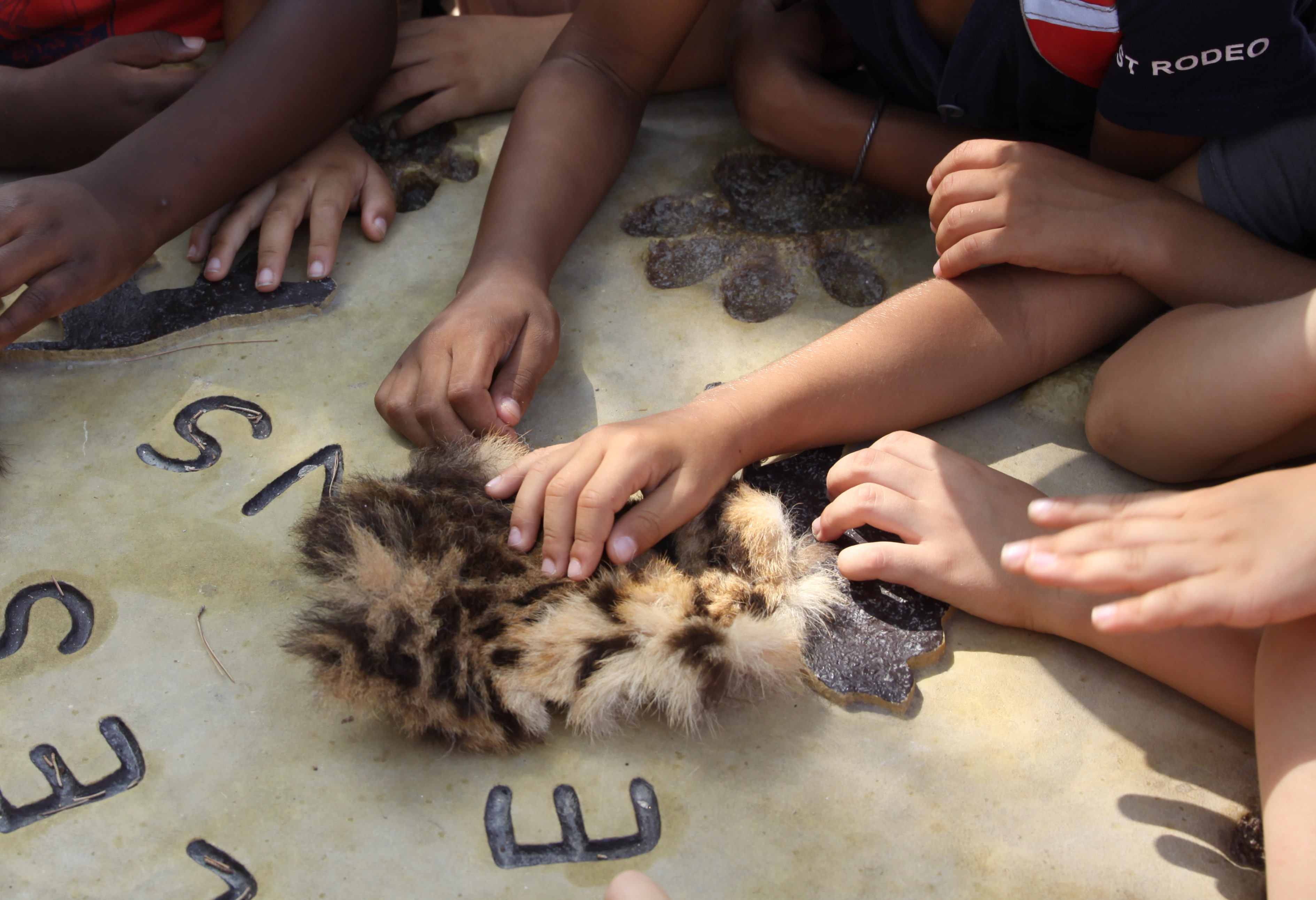 visuel safari des sens, mains d'enfants sur des empreintes de félins